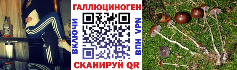 Галлюциногенные грибы Psilocybine cubensis  купить наркотик  Вышний Волочёк 
